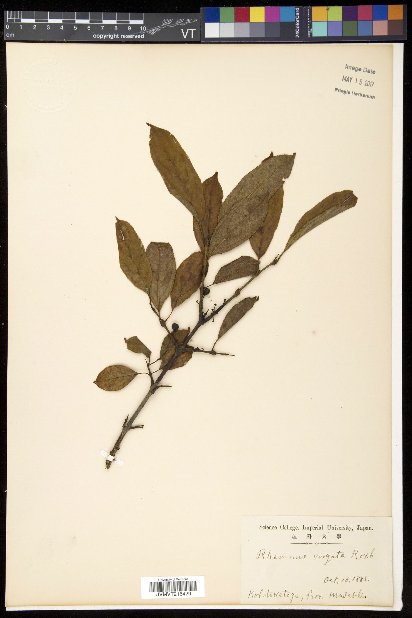 Rhamnus virgata image