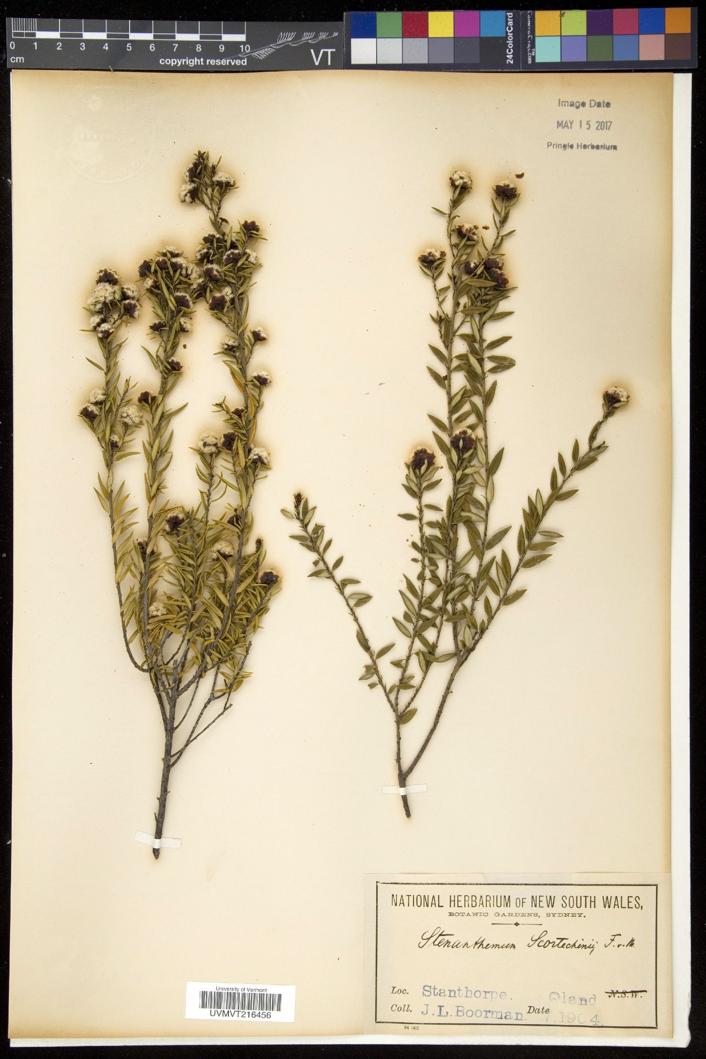 Stenanthemum image