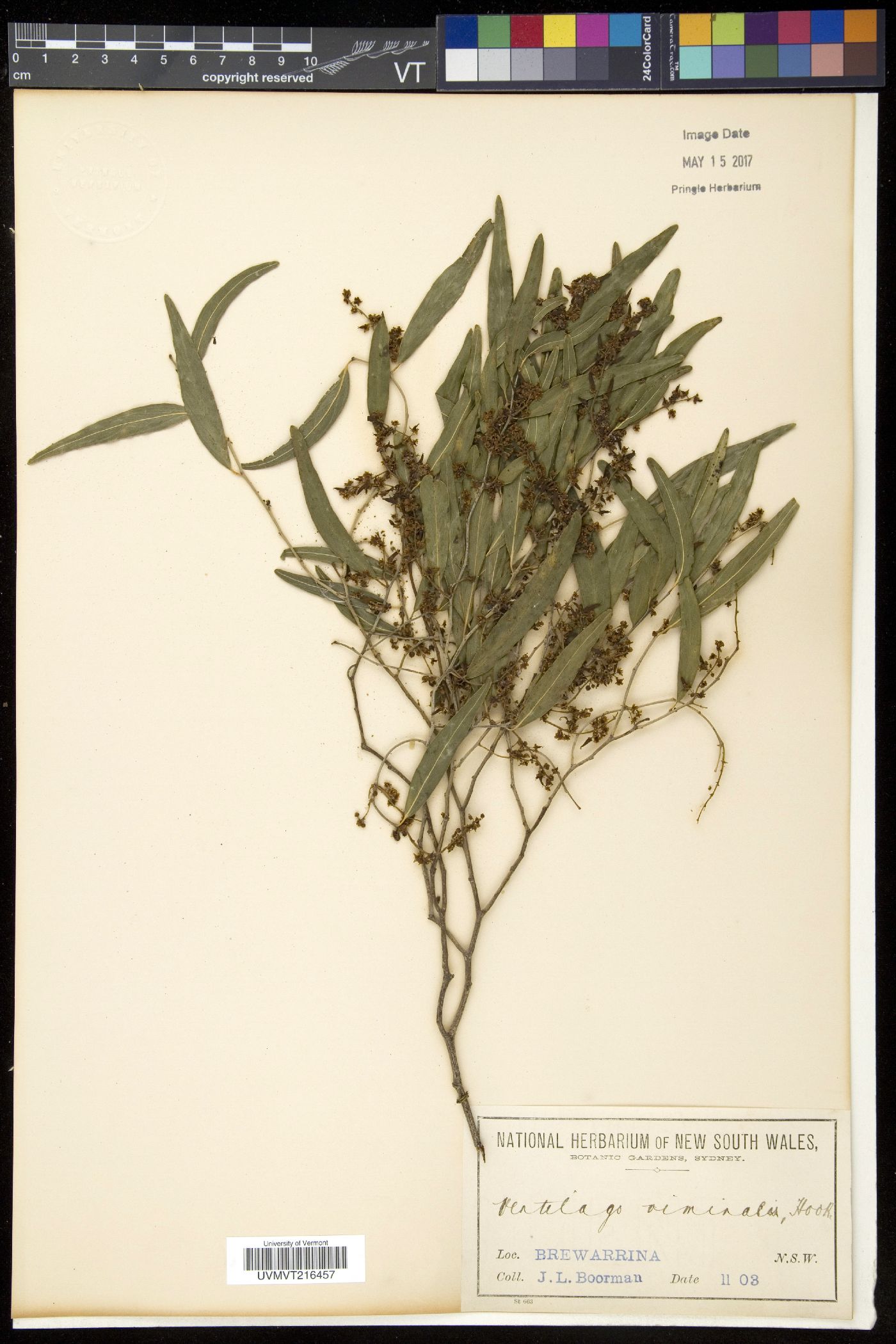 Ventilago image