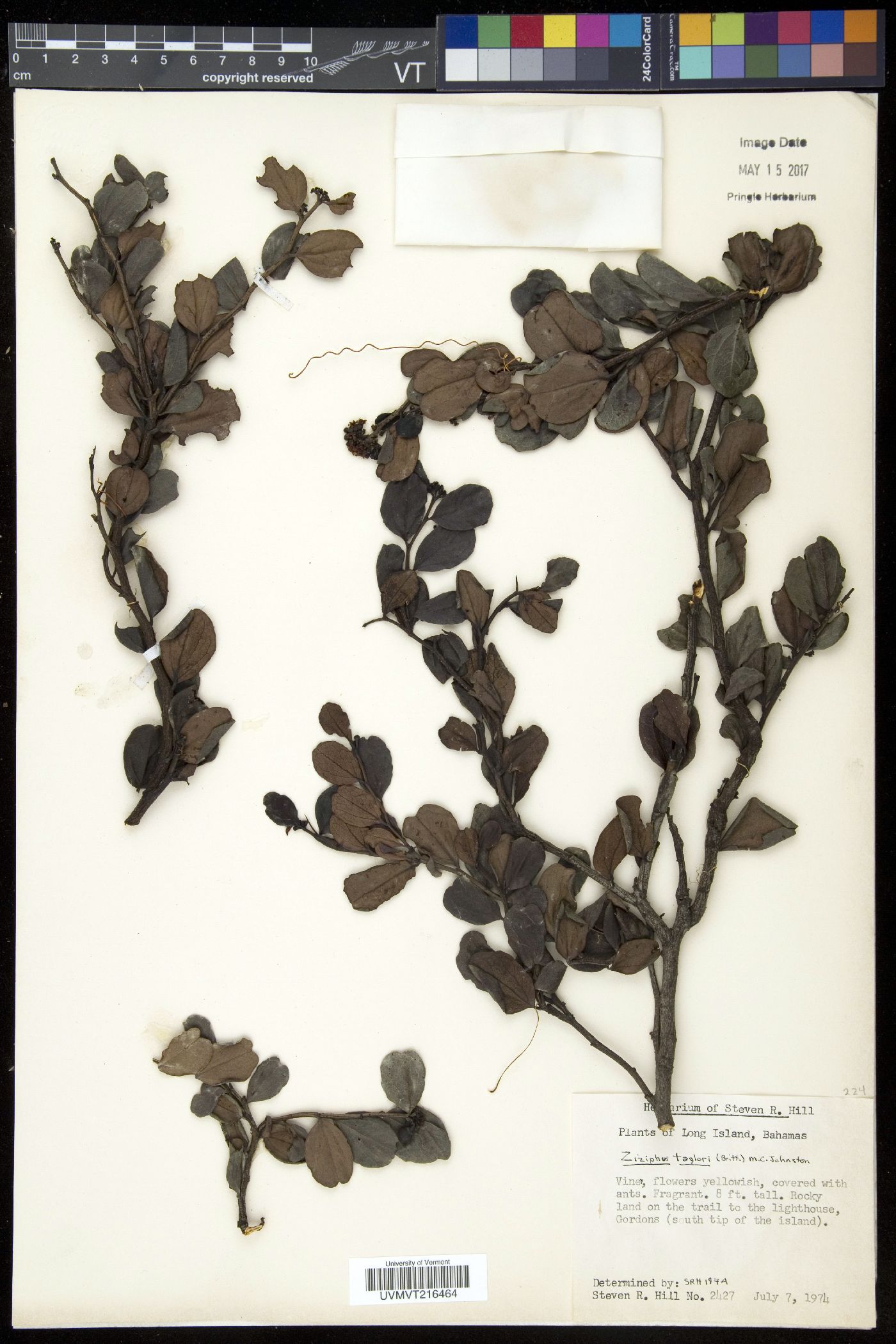 Ziziphus taylorii image