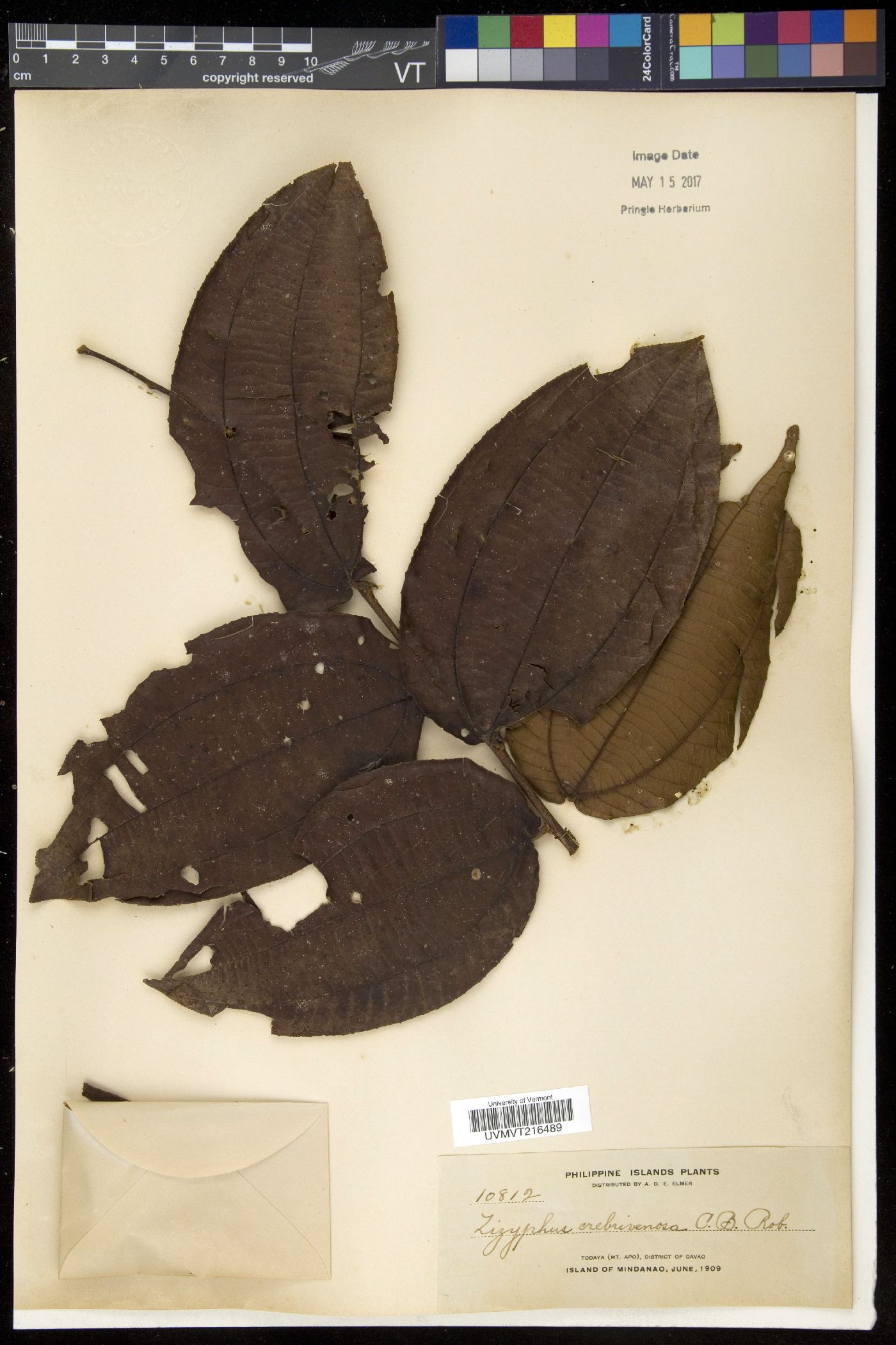 Ziziphus crebrivenosa image
