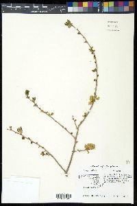 Ulmus pumila image