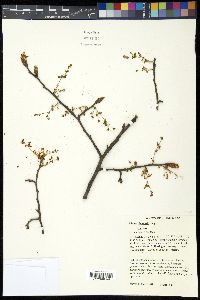 Ulmus thomasii image