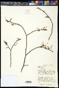 Ulmus thomasii image
