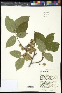 Ulmus thomasii image