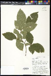 Ulmus thomasii image