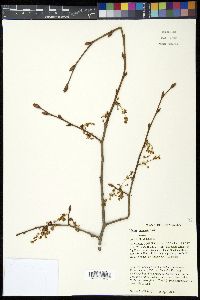 Ulmus thomasii image