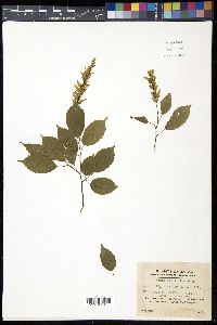 Ulmus parvifolia image