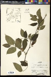 Broussonetia papyrifera image