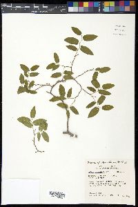 Celtis reticulata image