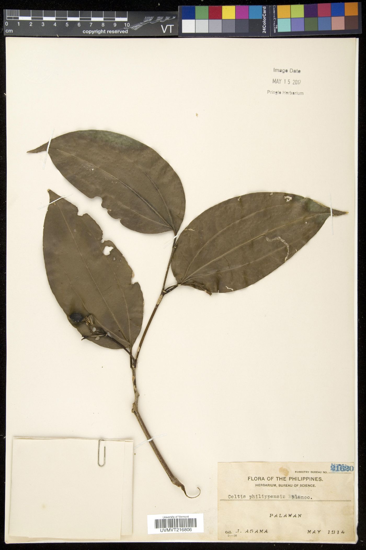 Celtis philippensis image