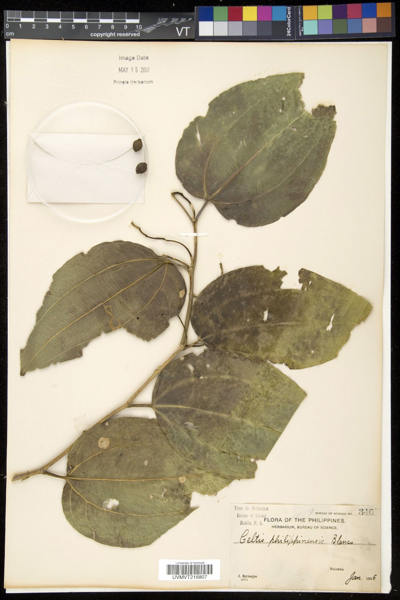 Celtis philippinensis image