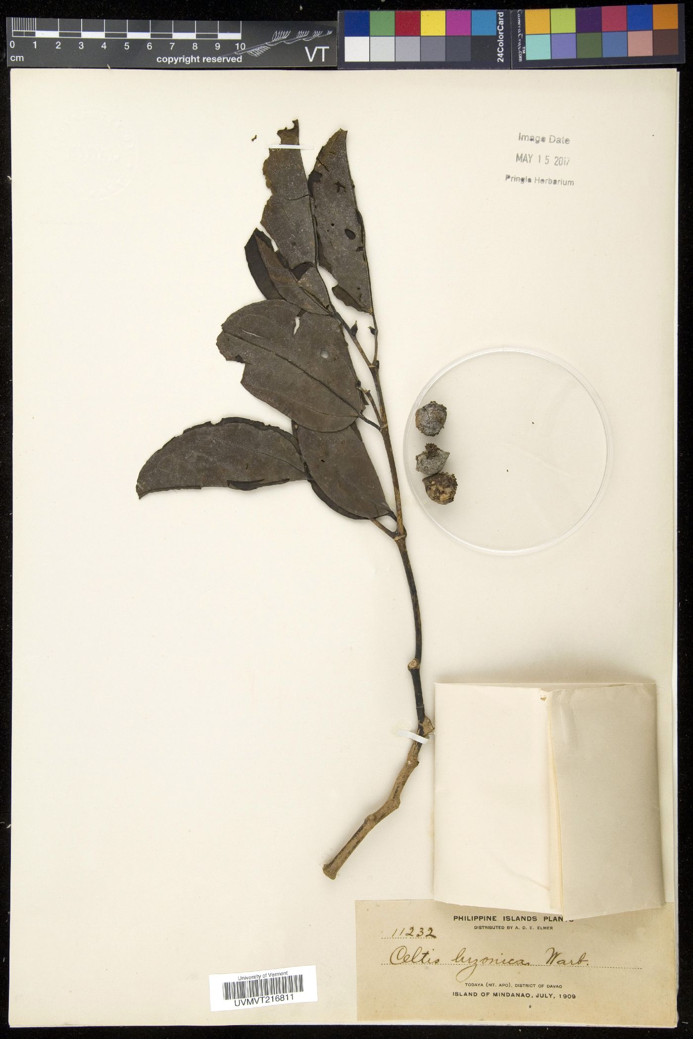 Celtis luzonica image