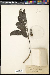 Celtis luzonica image