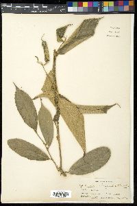 Gironniera subaequalis image