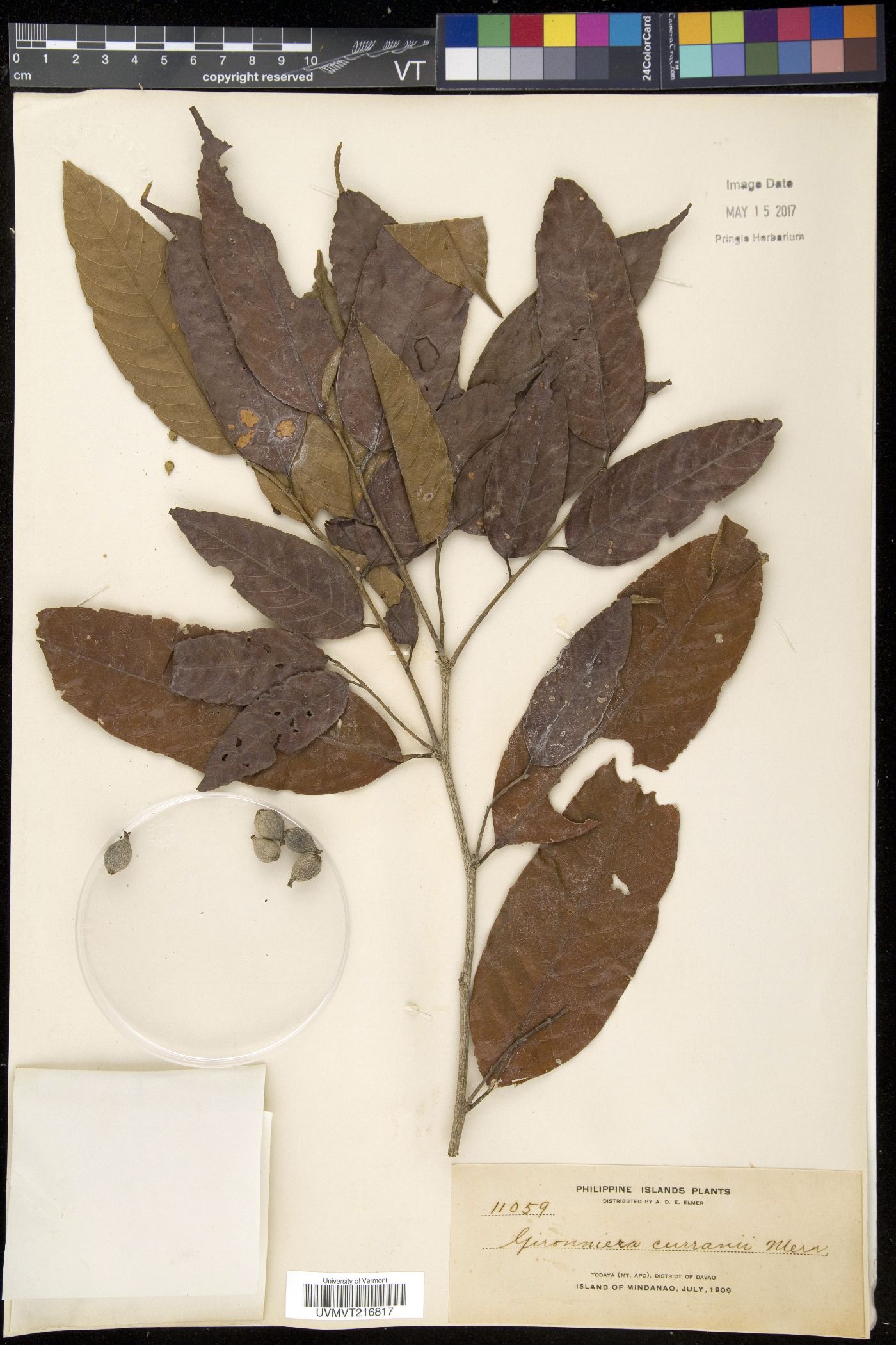 Aphananthe cuspidata image