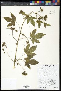 Humulus japonicus image