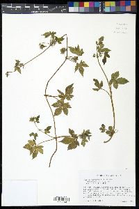 Humulus japonicus image