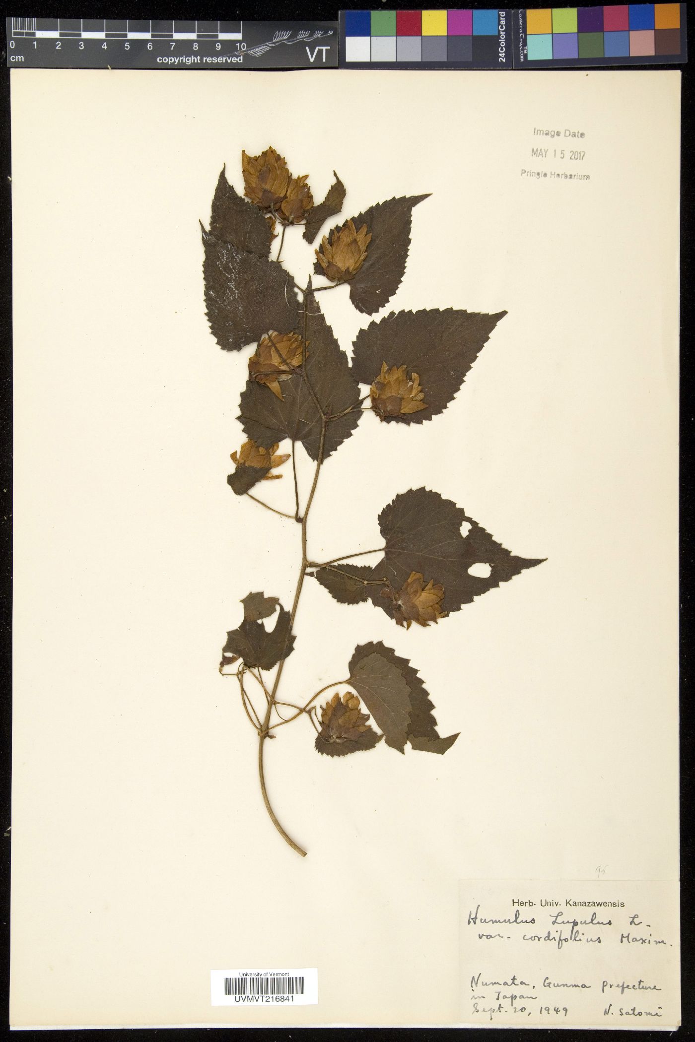 Humulus lupulus var. cordifolius image