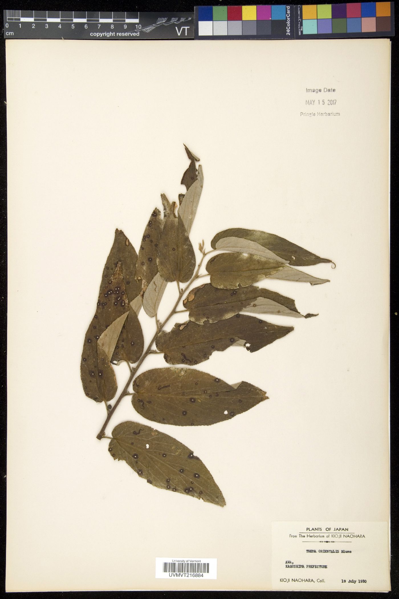 Trema orientalis image