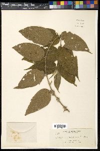 Trema tomentosa image