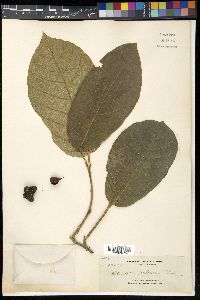 Artocarpus lacucha image
