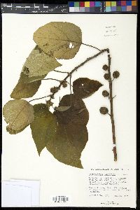 Broussonetia papyrifera image