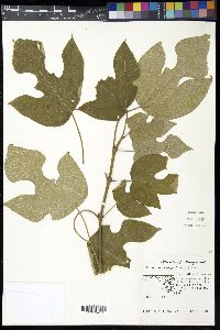Broussonetia papyrifera image
