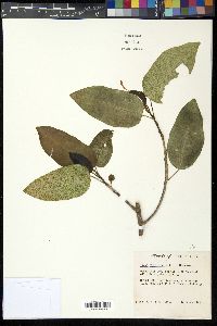 Ficus citrifolia image