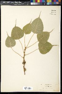 Ficus religiosa image