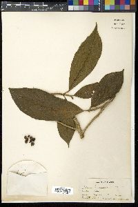 Ficus botryocarpa image