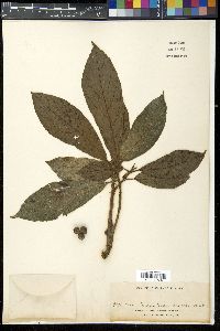 Ficus benguetensis image