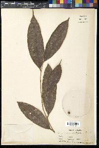 Ficus grewiifolia image