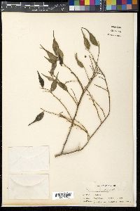 Ficus ampelas image