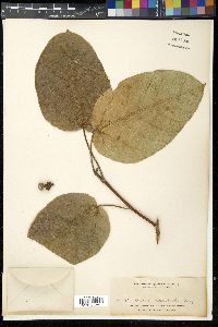 Ficus heteropoda image