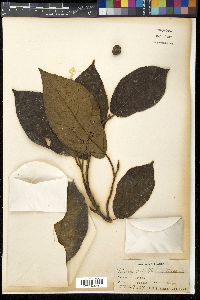 Ficus nota image