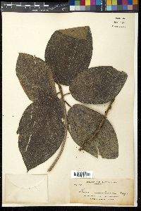 Ficus minahassae image