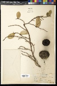 Ficus punctata image
