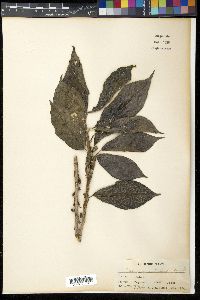 Image Associated With the Occurence