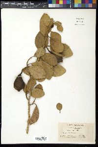 Ficus pumila image