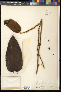 Ficus villosa image