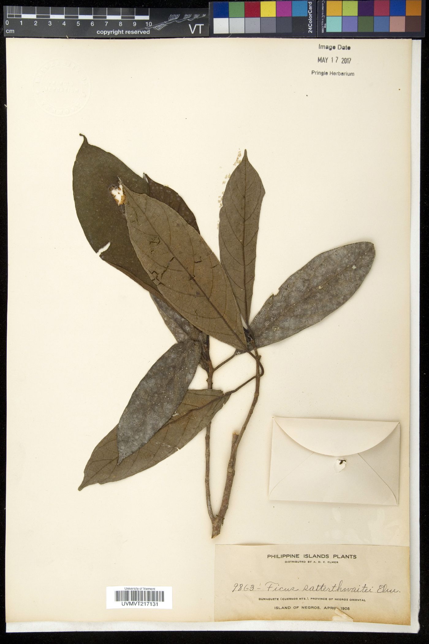Ficus satterthwaitei image