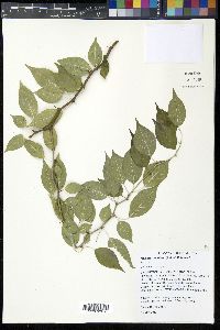 Maclura pomifera image