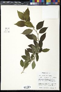 Maclura pomifera image