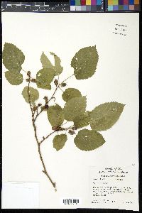 Morus alba image