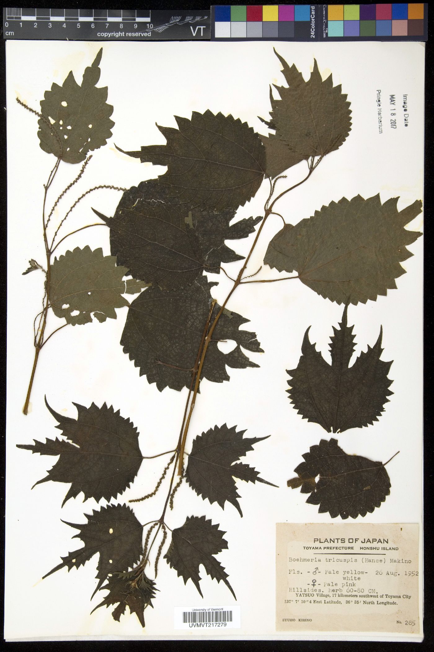 Boehmeria japonica image
