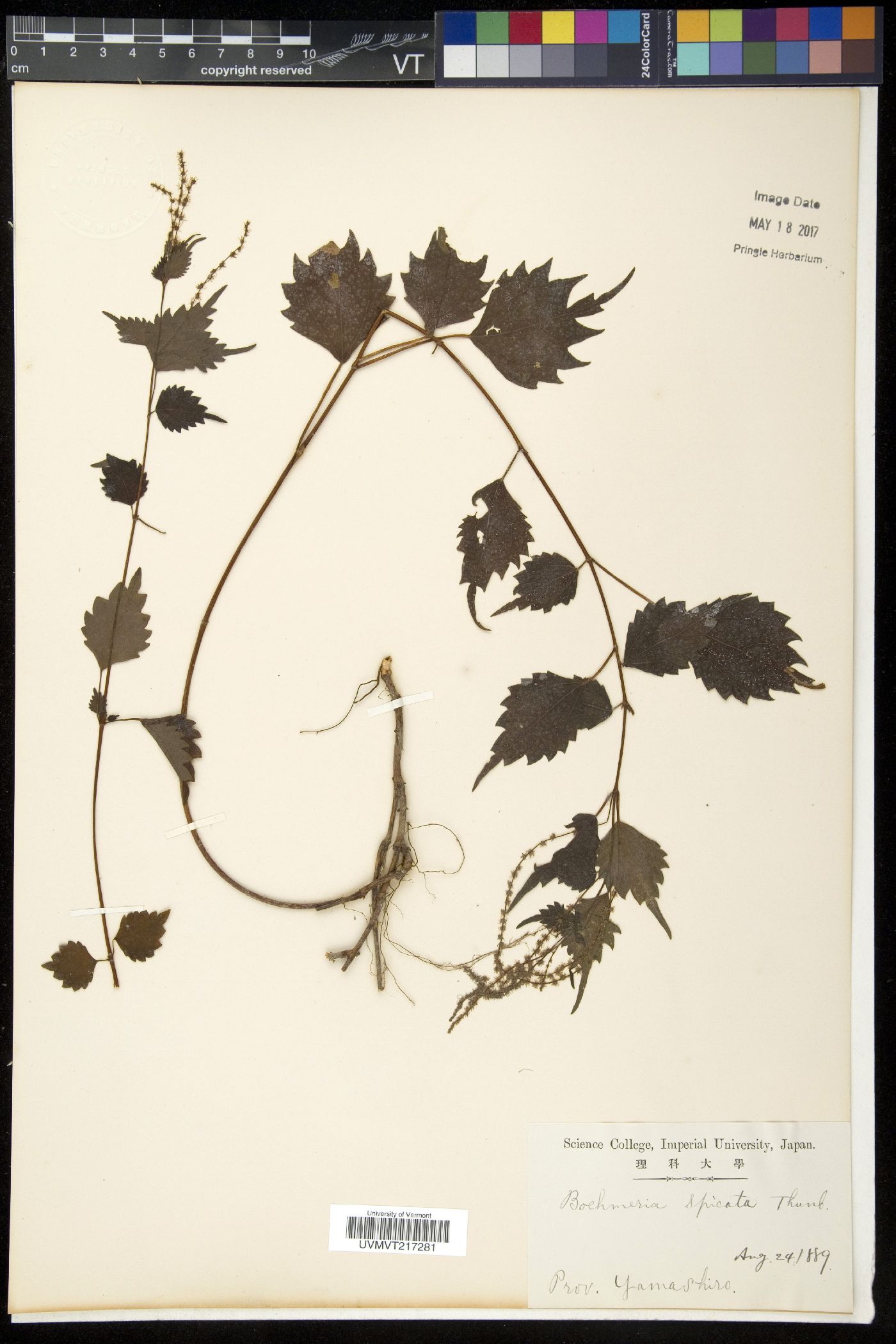 Boehmeria spicata image