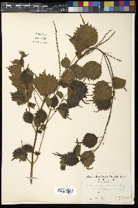 Image Associated With the Occurence
