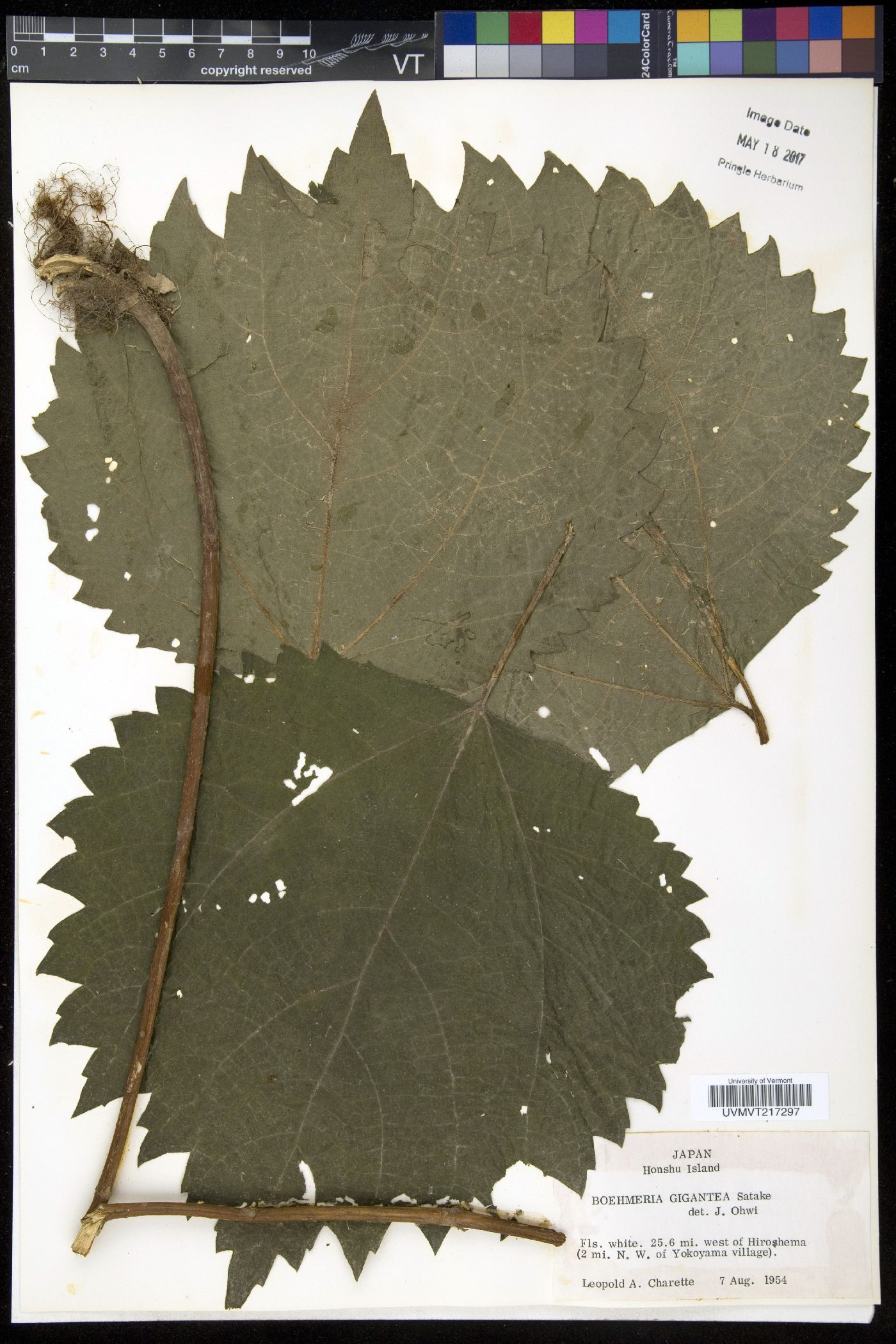 Boehmeria holosericea image