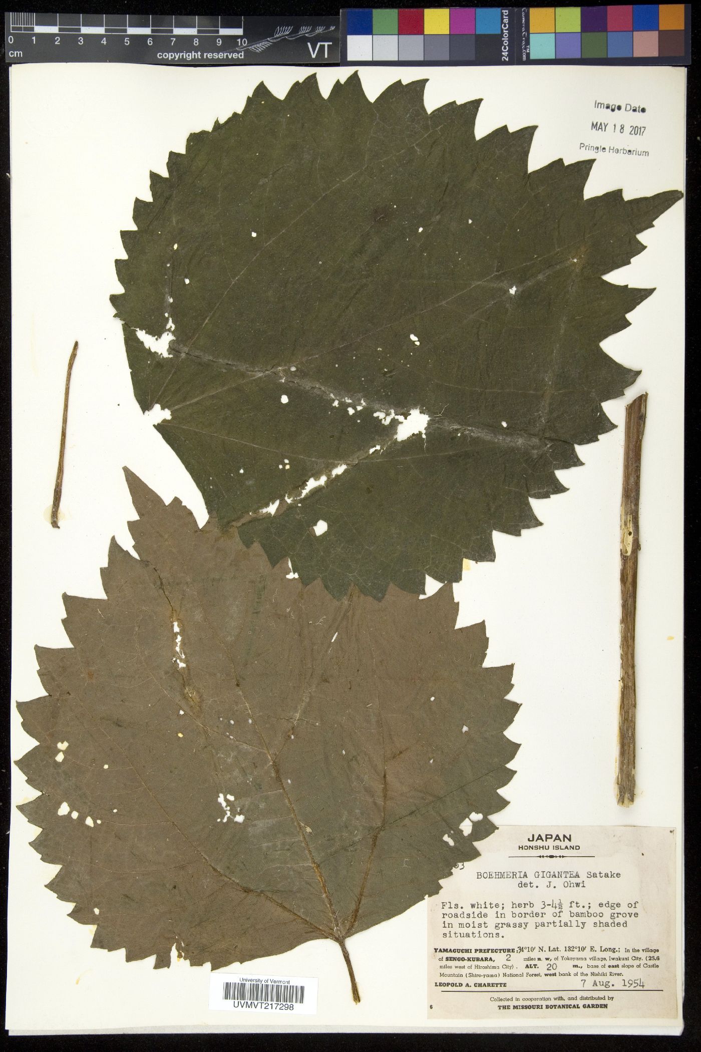 Boehmeria holosericea image